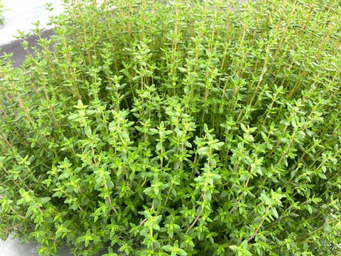 【80サイズまとめ買い用・有機JAS認証】朝採り・タイム　50ｇ