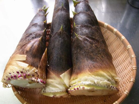 【最短発送】兵庫産朝掘りたけのこ2.6kg