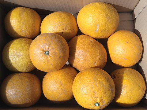 【長崎県産】甘夏4ｋｇ