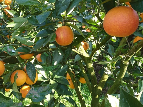 【柑橘食べ比べセット】約10㎏ 柑橘3種以上の詰め合わせ