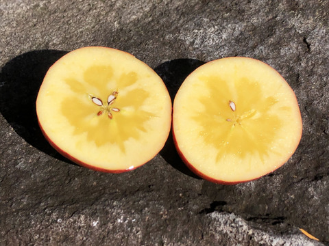 売り切れ御免！超蜜入りりんご 「こうとく」（2㎏）