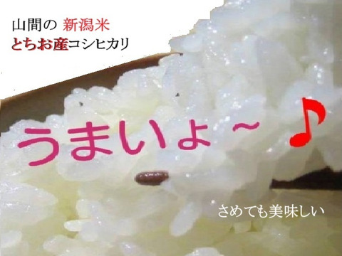 【令和7年産・試食用】【第2弾】新潟・とちお産コシヒカリ（精米2kgポリ袋／農家直送・送料相当分値引き中・箱込み総重量）