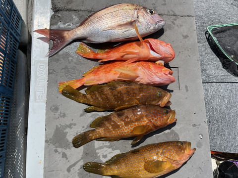明日朝まで限定！捕れたて！アコウ・カサゴ・タイ 約2.5kgオーバー 長崎県対馬市(内臓・鱗処理済)