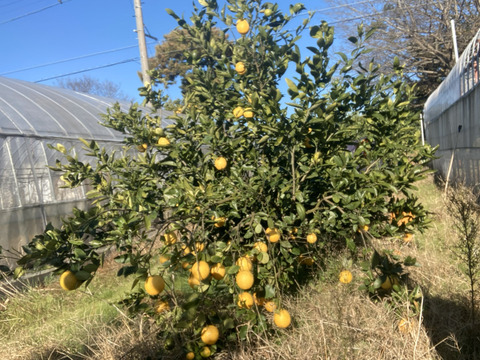 レモンの香りはそのまま、酸っぱくない不思議な柑橘　「レモネード」静岡県より産地直送　２㎏