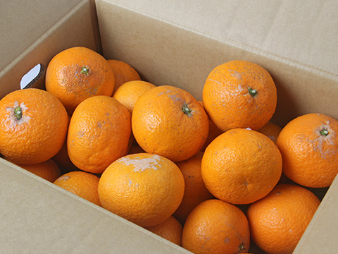 【在庫処分特価！！たっぷり堪能出来る大容量！！】訳あり愛媛県産清見（きよみ）オレンジ約１０kg入