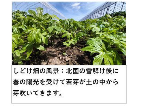 Amazon.co.jp: 山菜 モミジガサ しどけ 苗木 ｜ もみじがさ