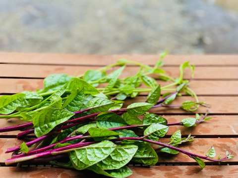 カラフル・レア野菜で元気に！
『Ⅿサイズ★カラダ喜ぶ夏野菜セット8品目』
初めての野菜でも安心な簡単レシピ付き、贈り物にも最適です！