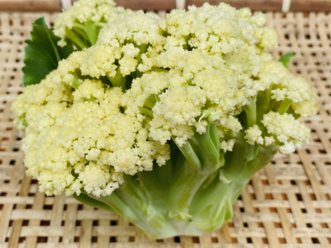 【クール便】カラフル・レア野菜で元気に！
『お試しS★カラダ喜ぶ春野菜セット6品目』
初めての野菜でも安心の簡単レシピ付き、贈り物にも最適です！