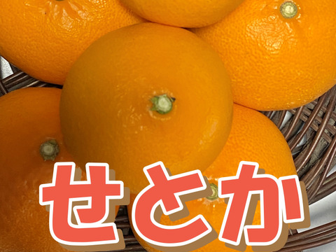 【数量限定☆希少の高級柑橘🎁】せとか4㎏🍊