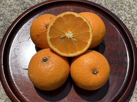 【小玉】味が濃くとろ〜りあまーーーい清見オレンジ3キロ