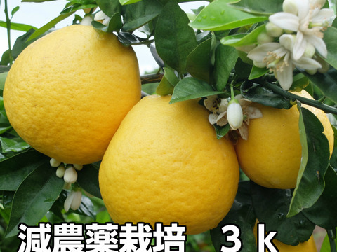 熊本発祥！果汁たっぷり！河内晩柑【ジューシーオレンジ】樹齢40年　3K　8-9玉