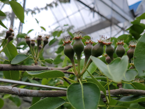 太陽の陽をたくさん浴びた西洋梨　シルバーベル　３ｋｇ　高原の果樹園で育て、西洋梨の中では一番大きく、寒くなるほど美味しい西洋梨です