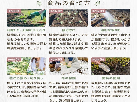 ４個セット ジギタリス スノーシンブル  イングリッシュガーデン 花苗 花壇苗