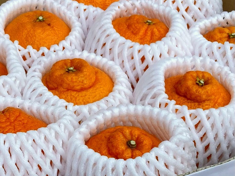 甘くて爽やかな酸味「不知火」（デコ）　約4㎏（2L以上・箱込）　静岡県から産地直送