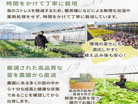 2個セット アクイレギア ローズバローオダマキ 宿根草 多年草