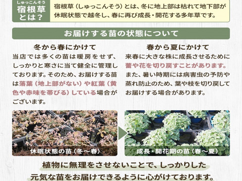 2個セット アクイレギア ルビーポート オダマキ 宿根草 多年草