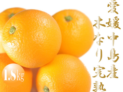 濃厚完熟　【朝どれ】　愛媛中島産バレンシアオレンジ　優品・1.8ｋｇ