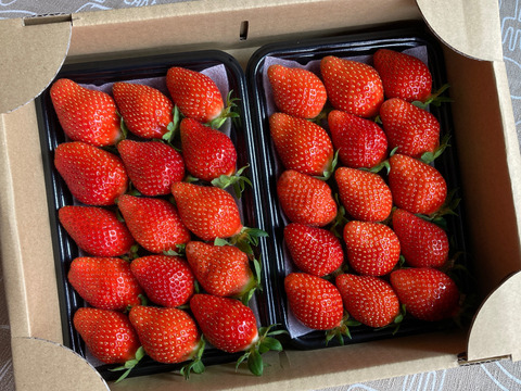 【12/23までに発送】【よつぼし】平詰めDX1箱2パック 採れたての新鮮ないちごお届け！低温でじっくり育てた美味しいいちご(^^)