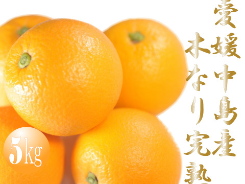 濃厚完熟　【朝どれ】　愛媛中島産バレンシアオレンジ　優品・５ｋｇ