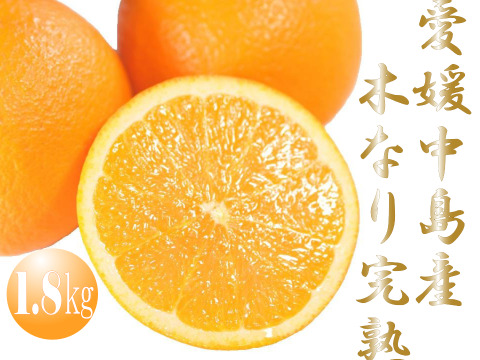 濃厚完熟　蔵出し　愛媛中島産ネーブル　優品・1.8ｋｇ