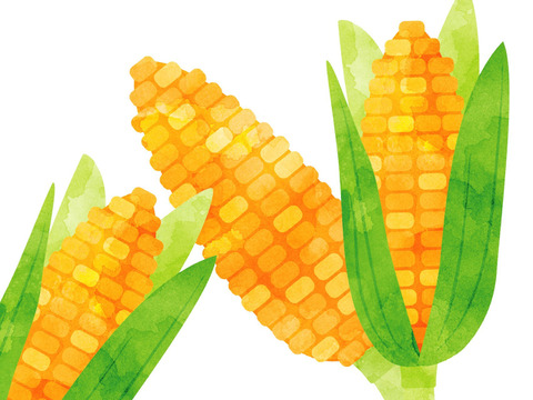 濃すぎる甘さ！とうもろこし「恵味ゴールド」　１０－１２本入り×１箱