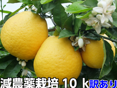 熊本発祥！果汁たっぷり！河内晩柑【ジューシーオレンジ】 訳