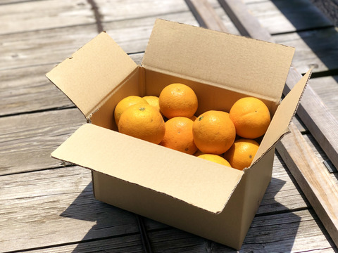 【news every.で紹介】バレンシアオレンジ 10kg｜サクッと食感！爽やかな香りのオレンジ🍊