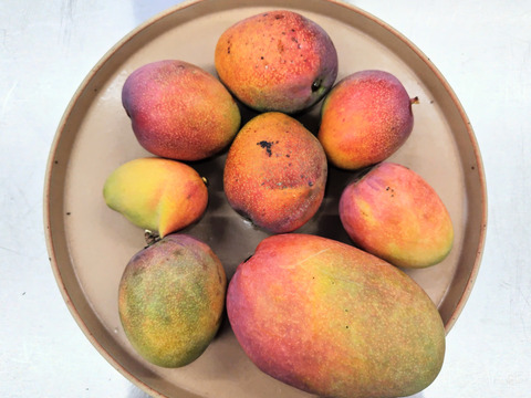 お徳用！南国鹿児島の【完熟マンゴー3～8玉】（１ｋｇ）