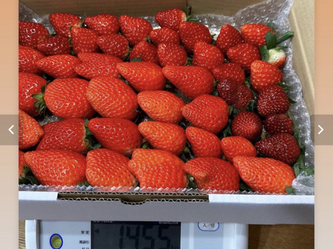 いちご好き注目！お得な1.3kg超えの不揃いいちごお得箱。いちごの種類は『みおしずく』『真紅の美鈴』『ほしうらら』の2から3種類。