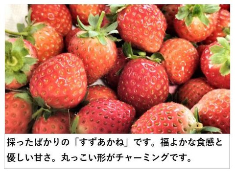 イチゴ ２パック  もぎたて新鮮 香り豊か！