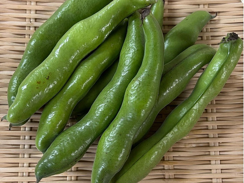 【朝どれ直送】どーんとそら豆！【旬の贅沢！】