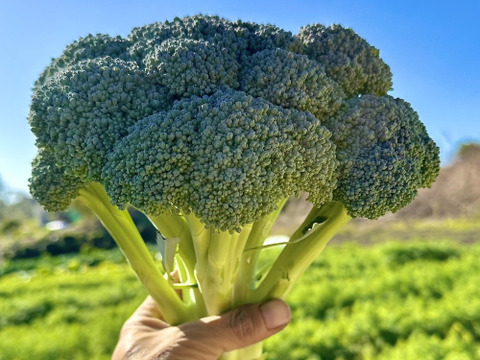 冬野菜Lセット9品目前後（農薬・化学肥料不使用）