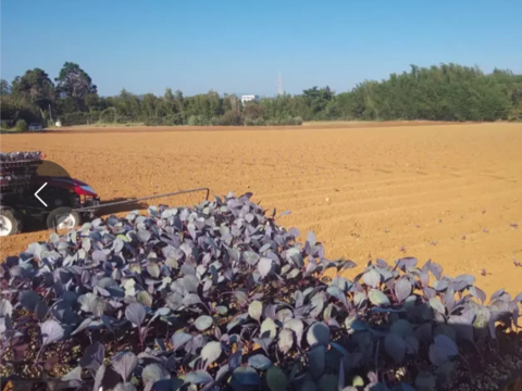 ミニ紫キャベツ🟣７キロ