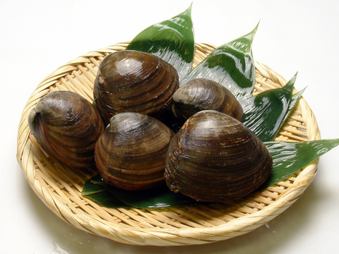 活ホッキ貝 10個 苫小牧産 北海道産 食べチョク 農家 漁師の産直ネット通販 旬の食材を生産者直送 活ホッキ貝 10個 苫小牧産 北海道産 食べチョク 農家 漁師の産直ネット通販 旬の食材を生産者直送