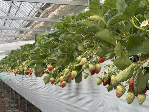 朝採れ、完熟収穫いちご　まりひめ　1～2月発送　250g × 2p