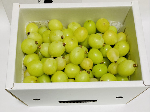 葡萄「シャインマスカット」　家庭用　約1.7kg