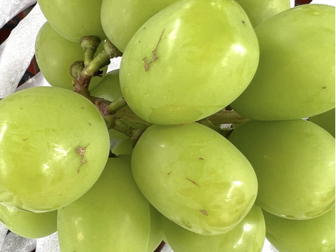 【家庭用】　山梨県産　シャインマスカット　粒パック　500g×2パック