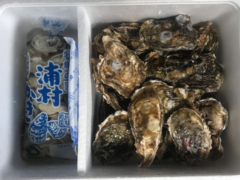 【贈り物】【生牡蠣】【生食用】三重県産 浦村かき 
むき身500g＋S～Mサイズ殻付き20個 1箱セット（約2.1kg前後）（3、4人前）
母の日父の日【冬ギフト】【生で食べれる美味い牡蠣】