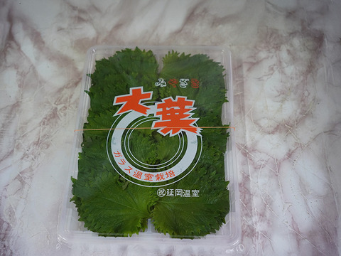 ガラス温室栽培大葉　2パック【10枚×10束/パック】