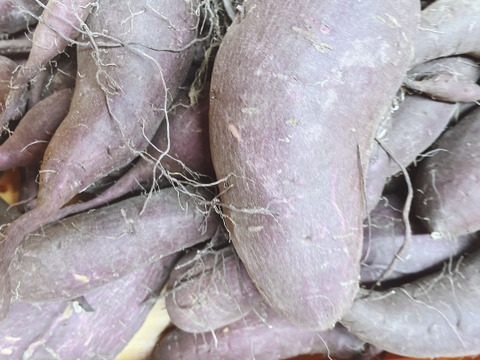 紅はるか2kg サツマイモの中でも甘さはトップ！