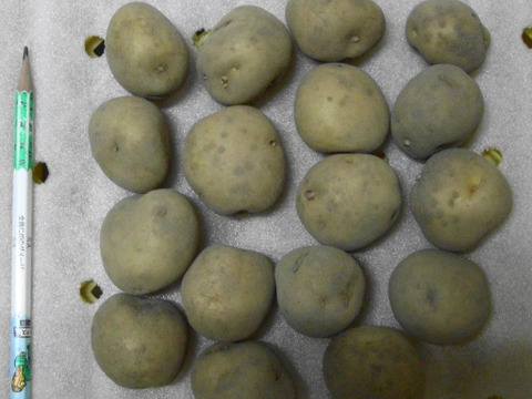 厳寒・冬越え！人参！里芋！小物男爵トリオセット！
～農薬/化学肥料・不使用