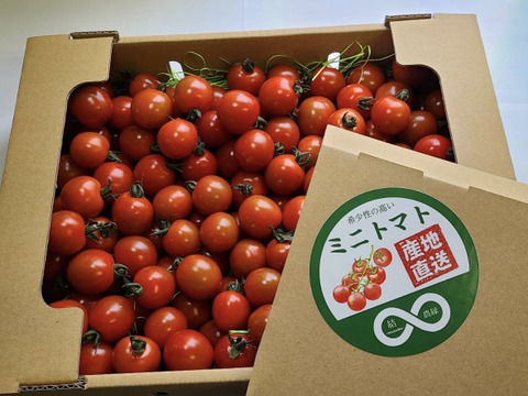年に一度 限界価格 有機肥料で作った糖度約8 幻のミニトマト 1kg 北海道産のトマト 食べチョク 産地直送 産直 お取り寄せ通販 農家 漁師から旬の食材を直送