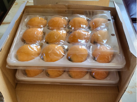 袋掛け栽培！愛知びわ『茂木』12ヶ入り×2P　専用輸送箱入り