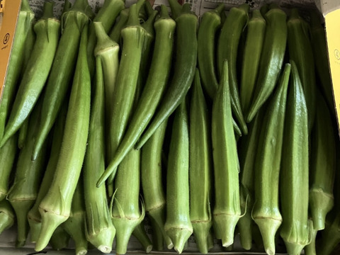 生でも食べれる★２種類のやわらかオクラ食べ比べセット（約800g）