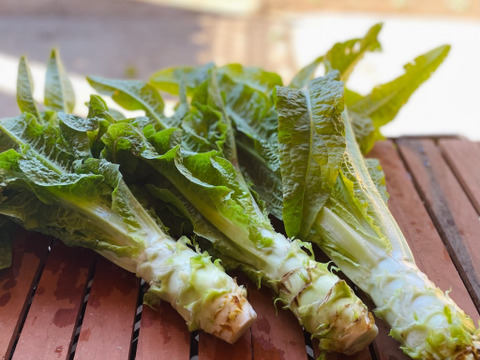 【クール便】期間限定♪
『Ⅼサイズカラダ喜ぶ夏野菜セット10種以上計12袋』