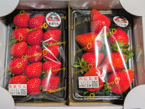 埼玉いちご「あまりん、べにたま」食べ比べセット270ｇ×2ｐ