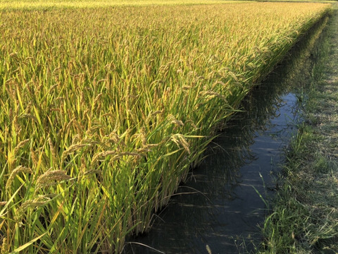【令和６年産】ぶつき米7ぶ　笑顔が広がる、自然の味わい！静岡県産ハッピーヒルぶつき米（自然栽培）ご家庭用・4.5kg