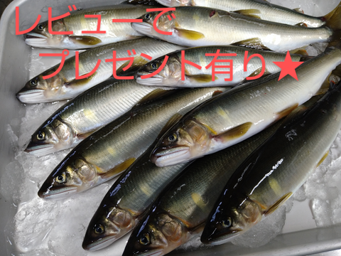 ☆予約品☆天然鮎！16cm以上！600g全国利き鮎会準グランプリ