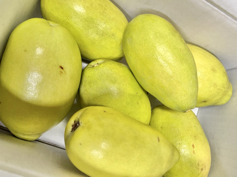 かりん仕事始めませんか？加工用本かりん2kg