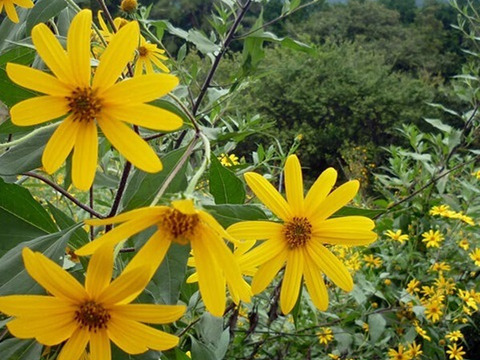 農薬不使用【菊芋粉末&菊芋茶】化学肥料不使用・パウダー微粉末とお茶